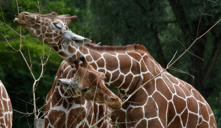 Myunhenskij Zoopark Rasskazhet Posetitelyam Ob Odnopoloj Lyubvi V Zhivotnom Mire Novini Ukrayini Bukvi